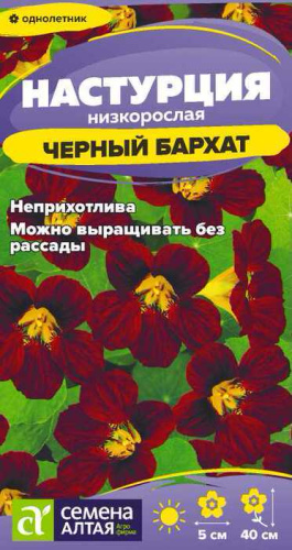 Настурция Черный бархат