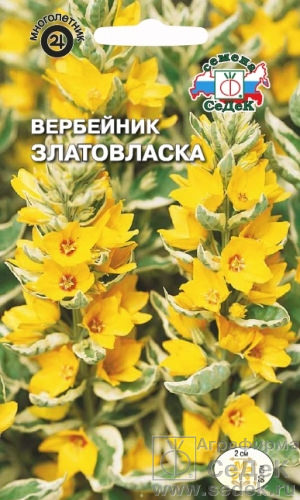 Вербейник Златовласка 