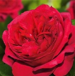 Роза Эрик Таберли