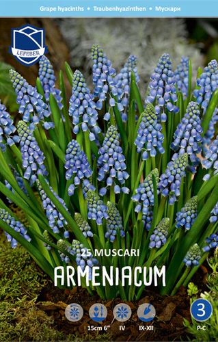 Мускари Арменикум /25шт