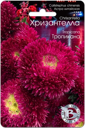 Астра Хризантелла Тропикана 