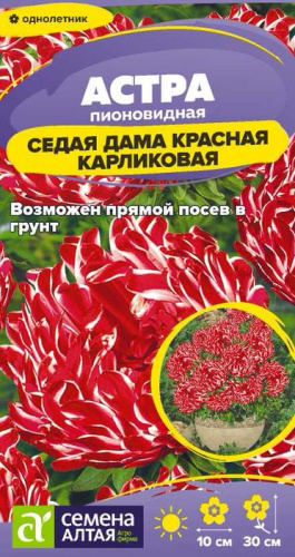 Астра Седая Дама Красная карликовая