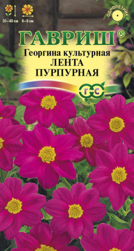 Георгина Лента пурпурная 