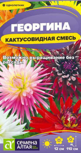 Георгина Кактусовидная смесь 
