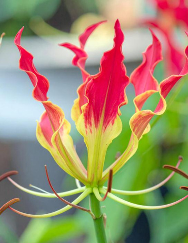 Глориоза Ротшильда /1шт