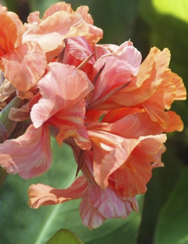 Канна Tropical Sunrise (1х3шт)