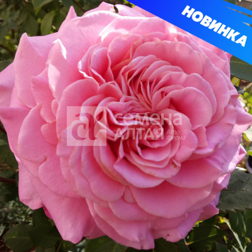 Роза Эшли