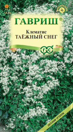 Клематис маньчжурский Таежный снег 