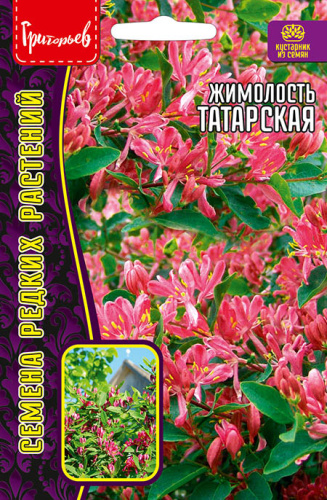 Жимолость Татарская