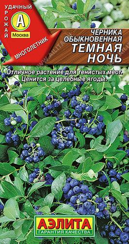 Черника Темная ночь обыкновенная 