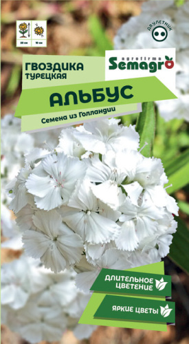 Гвоздика Альбус турецкая