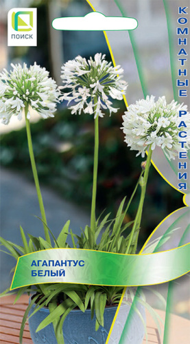 Агапантус Белый