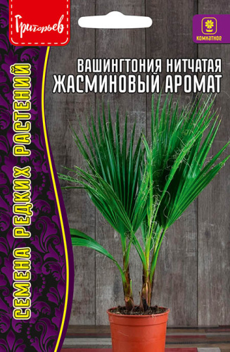 Вашингтония Жасминовый Аромат нитчатая