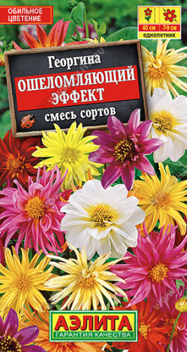 Георгина Ошеломляющий эффект, смесь 