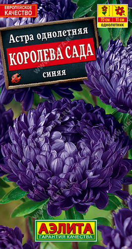 Астра Королева сада синяя 