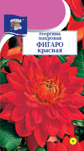 Георгина Фигаро Красная махровая 