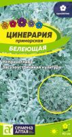 Цинерария Белеющая  купить