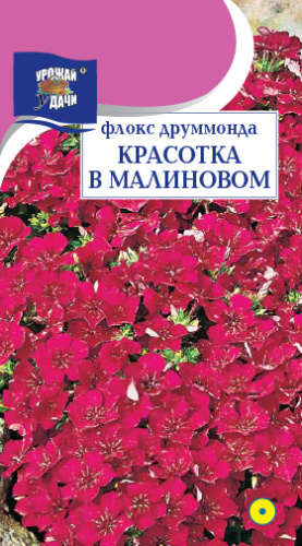 Флокс Красотка в малиновом