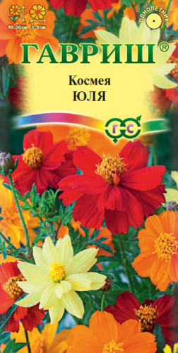 Космея Юля карликовая  