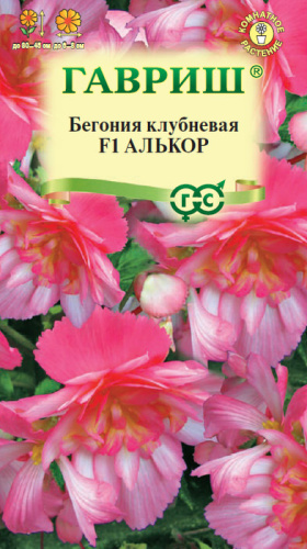 Бегония Алькор F1, ампельная