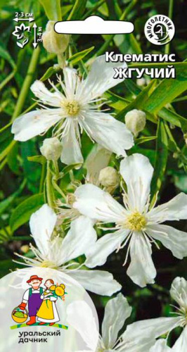 Клематис Жгучий