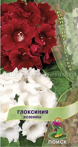 Глоксиния Жозефина 