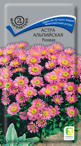 Астра альпийская Розовая