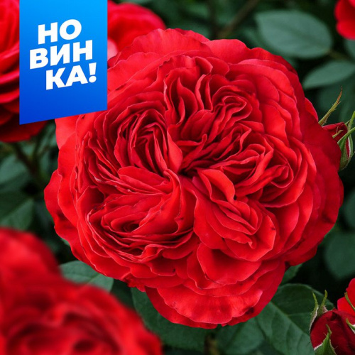 Роза Ред Леонардо да Винчи