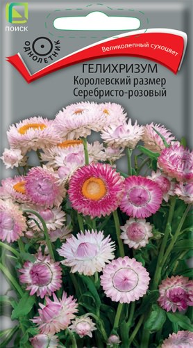 Гелихризум Королевский размер серебристо-розовый