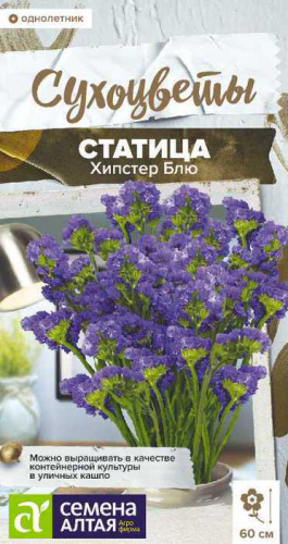 Статица Хипстер Блю  Сухоцветы
