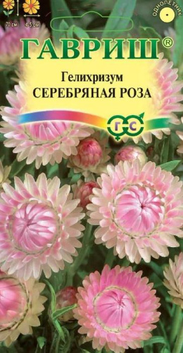 Гелихризум Серебряная Роза 