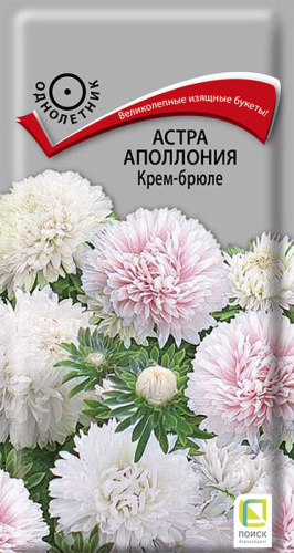 Астра Аполлония Крем-брюле