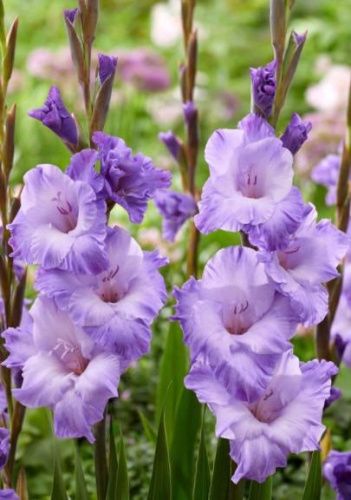 Гладиолус Милка/10шт