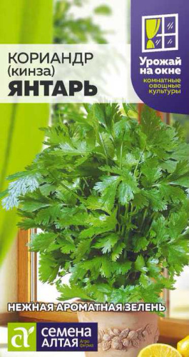 Кориандр Янтарь УРОЖАЙ НА ОКНЕ! 