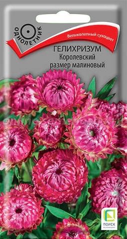 Гелихризум Королевский размер малиновый 