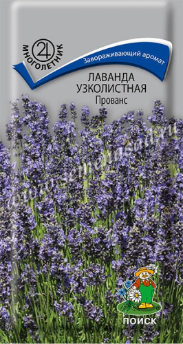 Лаванда узколистная Прованс 