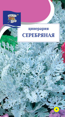Цинерария Серебряная УУ
