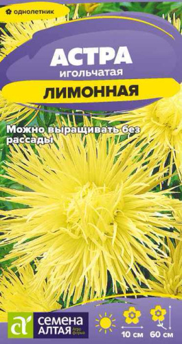 Астра Игольчатая Лимонная