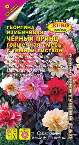 Георгина Черный принц, смесь