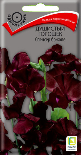 Душистый горошек Спенсер божоле
