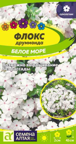 Флокс Белое Море друммонда