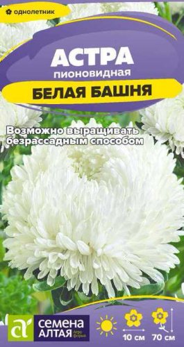 Астра Башня белая пионовидная