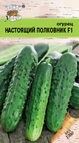 Огурец Настоящий полковник F1
