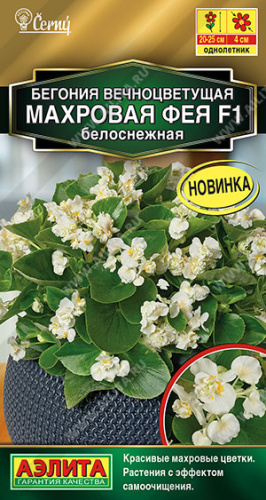 Бегония Фея F1 белоснежная вечноцветущая махровая 