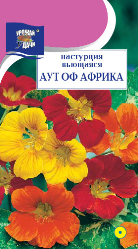Настурция вьющаяся  Аут оф Африка 