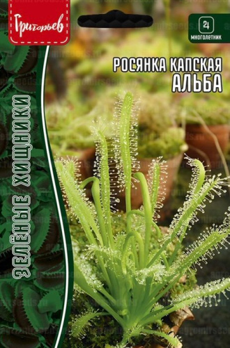 Росянка Альба капская  (Хищник)