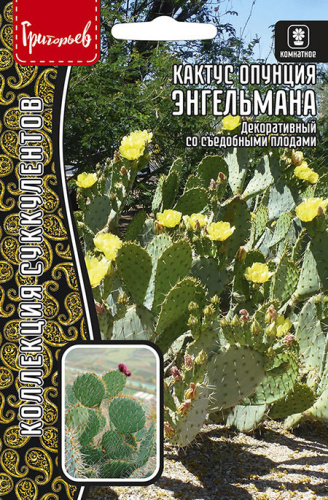 Кактус Энгельмана опунция