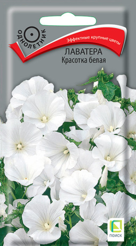 Лаватера Красотка белая