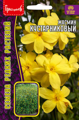 Жасмин Кустарниковый