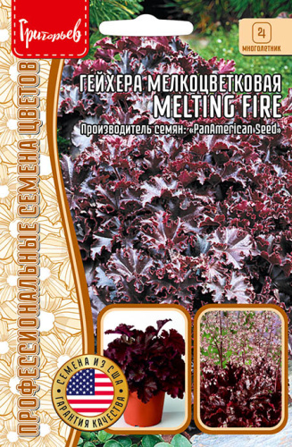Гейхера Тающий огонь (Melting Fire) мелкоцветков.